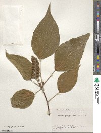 Mallotus japonicus image