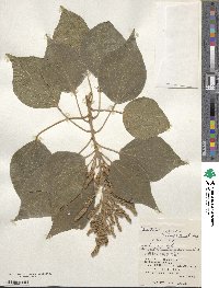 Mallotus japonicus image