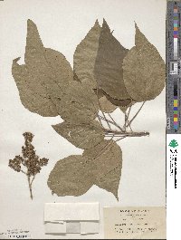 Mallotus japonicus image