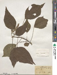 Mallotus japonicus image