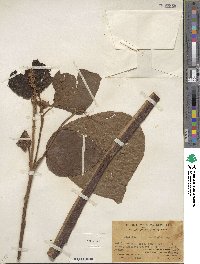 Mallotus japonicus image