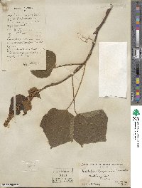 Mallotus japonicus image