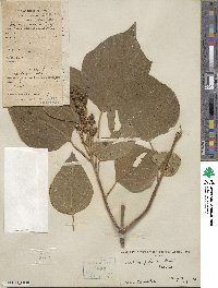 Mallotus japonicus image