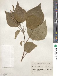 Mallotus japonicus image