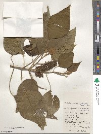 Mallotus japonicus image