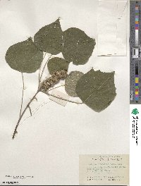 Mallotus japonicus image