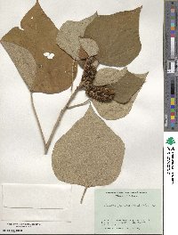 Mallotus japonicus image