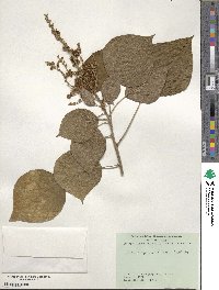 Mallotus japonicus image