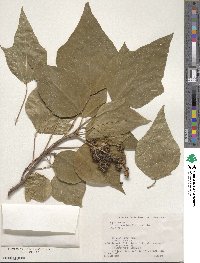 Mallotus japonicus image