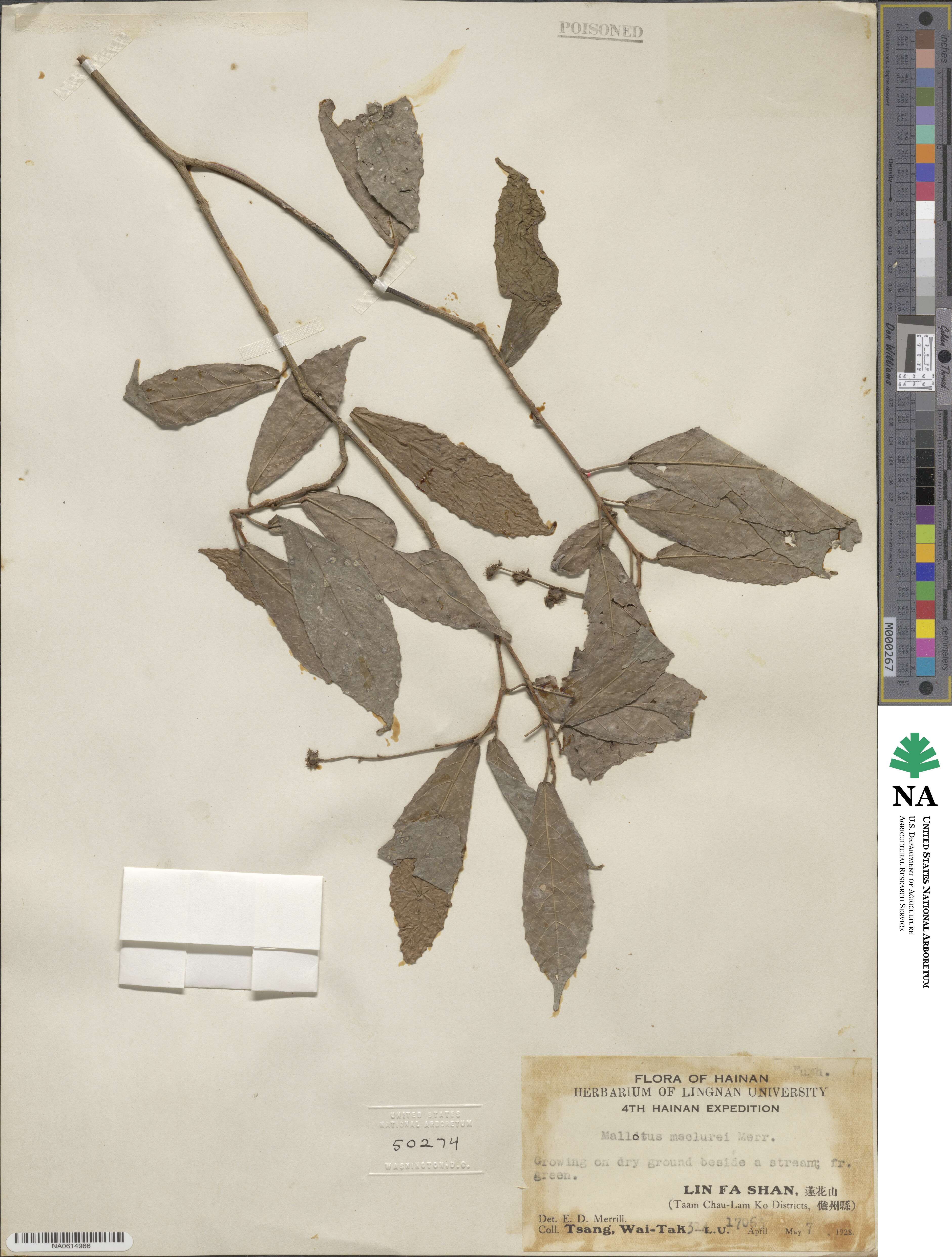Mallotus peltatus image