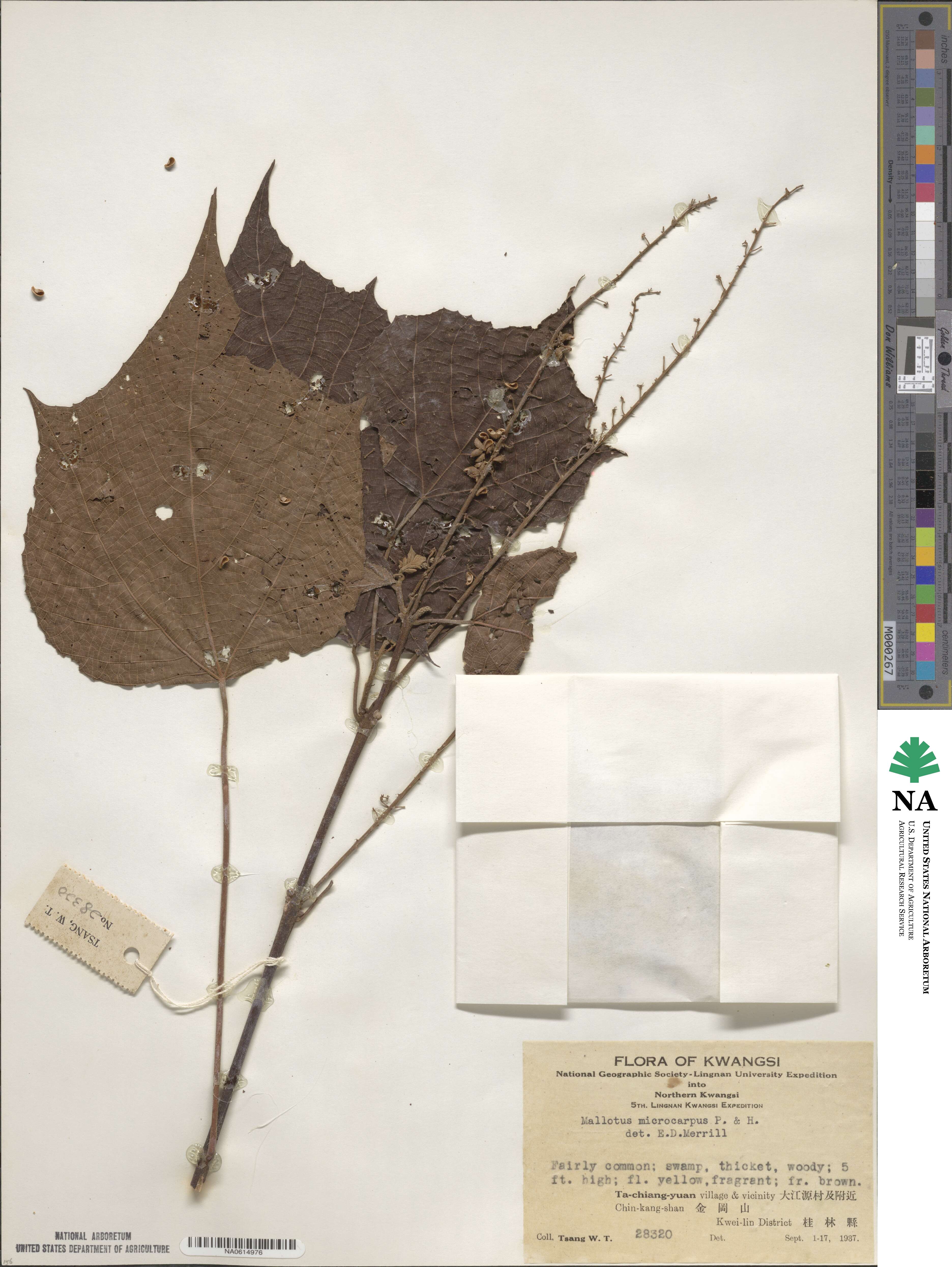 Mallotus microcarpus image