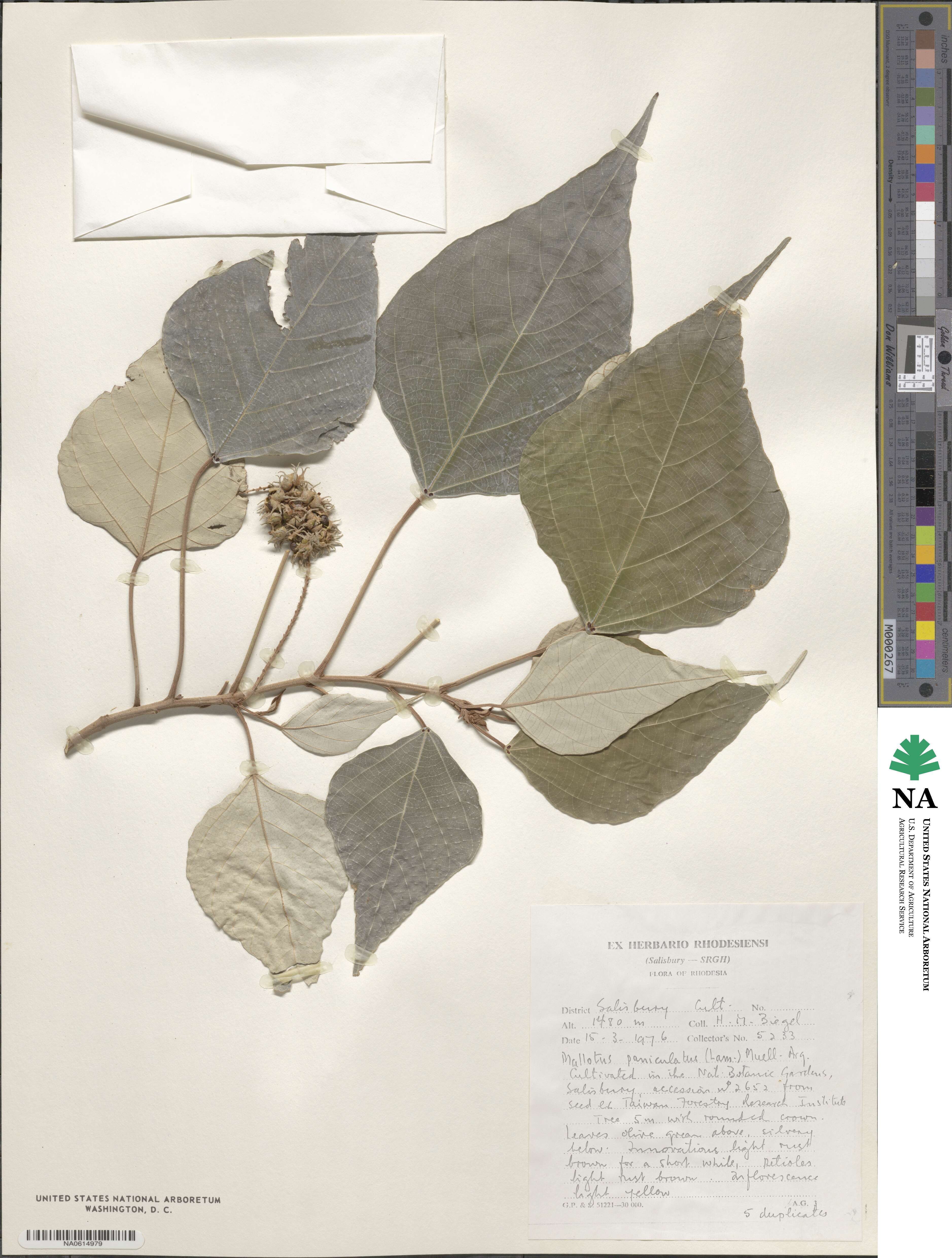 Mallotus microcarpus image