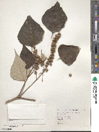 Mallotus microcarpus image