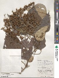 Mallotus paniculatus image