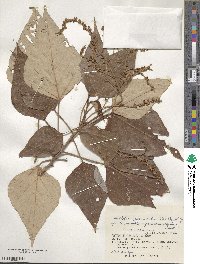 Mallotus paniculatus image