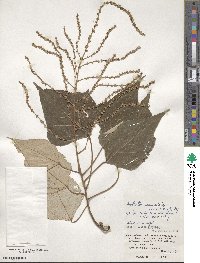 Mallotus paniculatus image