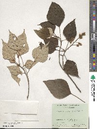 Mallotus paniculatus image