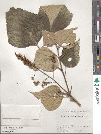 Mallotus paniculatus image