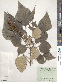 Mallotus paniculatus image