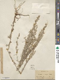 Artemisia carruthii image