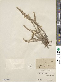 Artemisia carruthii image