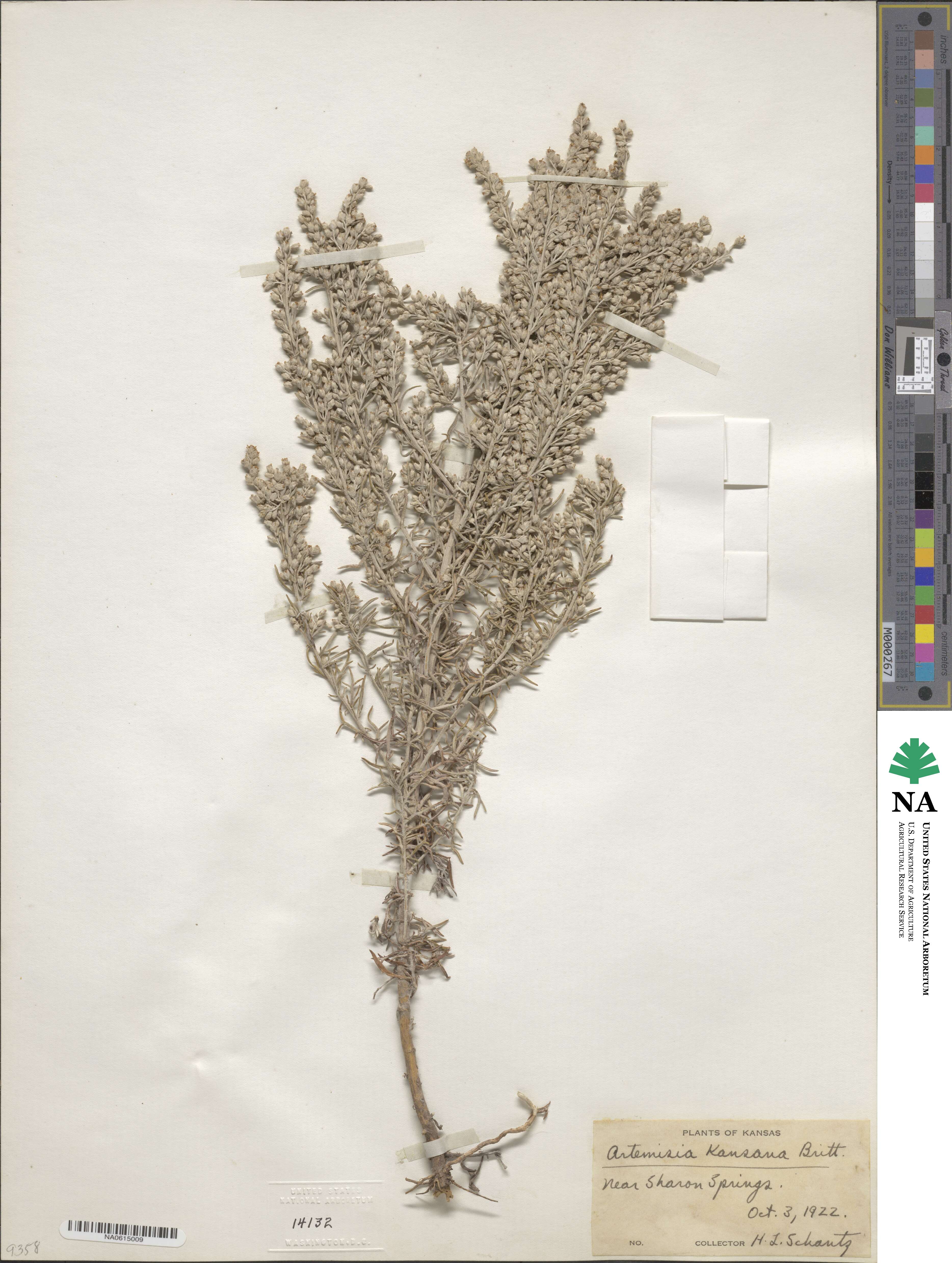 Artemisia carruthii image