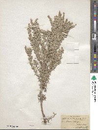 Artemisia carruthii image