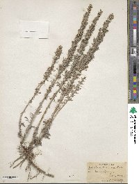 Artemisia carruthii image