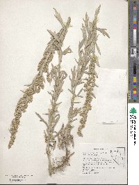 Artemisia ludoviciana image