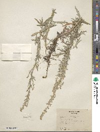 Artemisia ludoviciana image