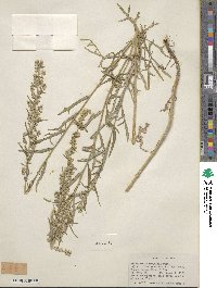 Artemisia ludoviciana image