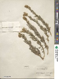 Artemisia ludoviciana image