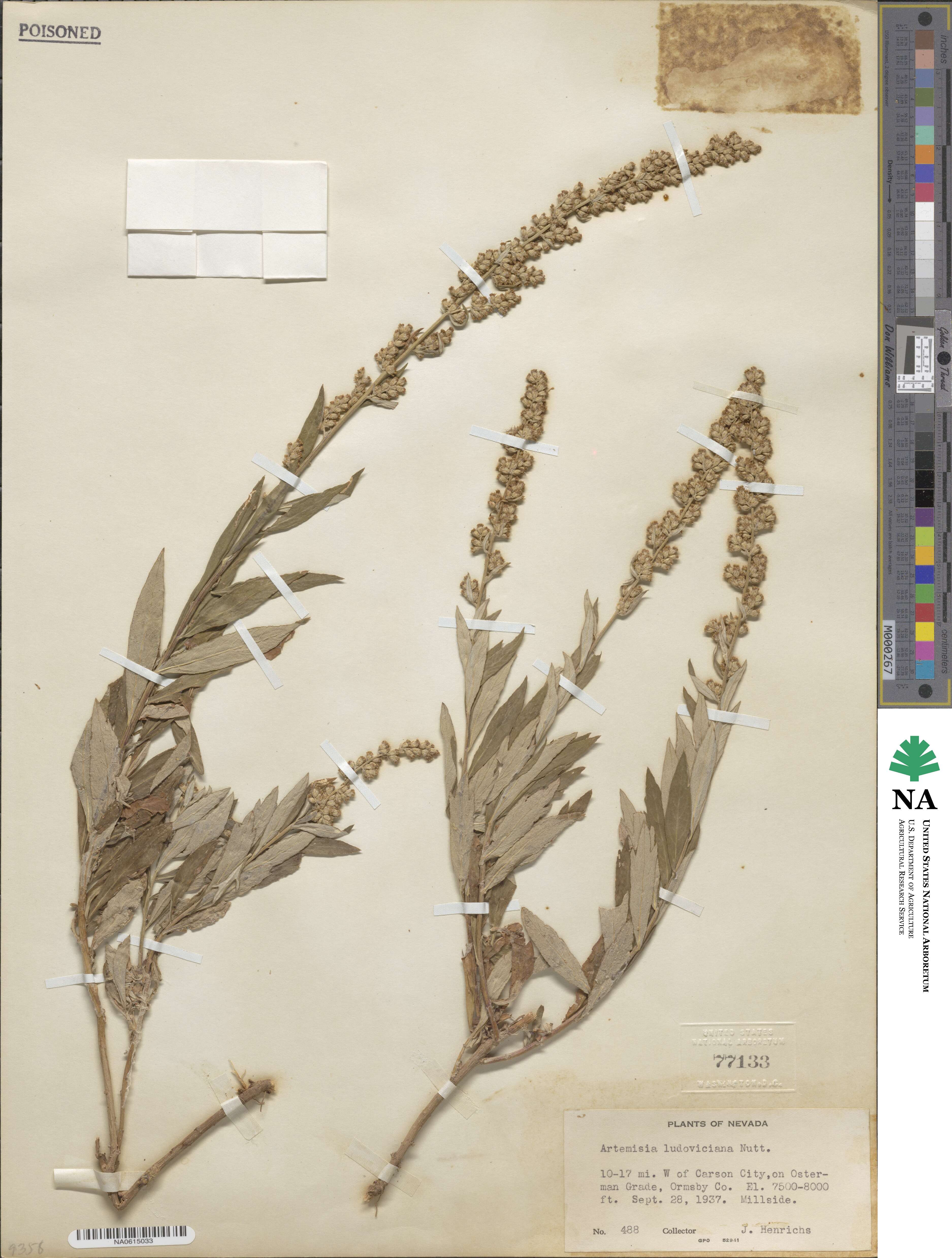 Artemisia ludoviciana image