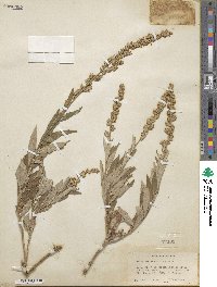 Artemisia ludoviciana image