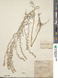 Artemisia ludoviciana image