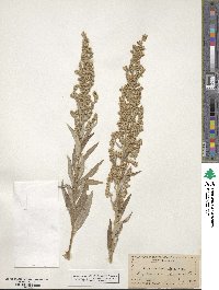 Artemisia ludoviciana image