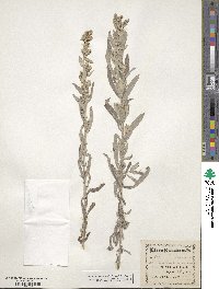 Artemisia ludoviciana image