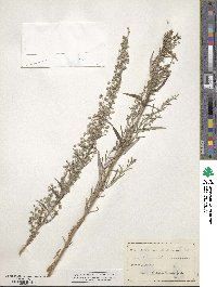 Artemisia ludoviciana image