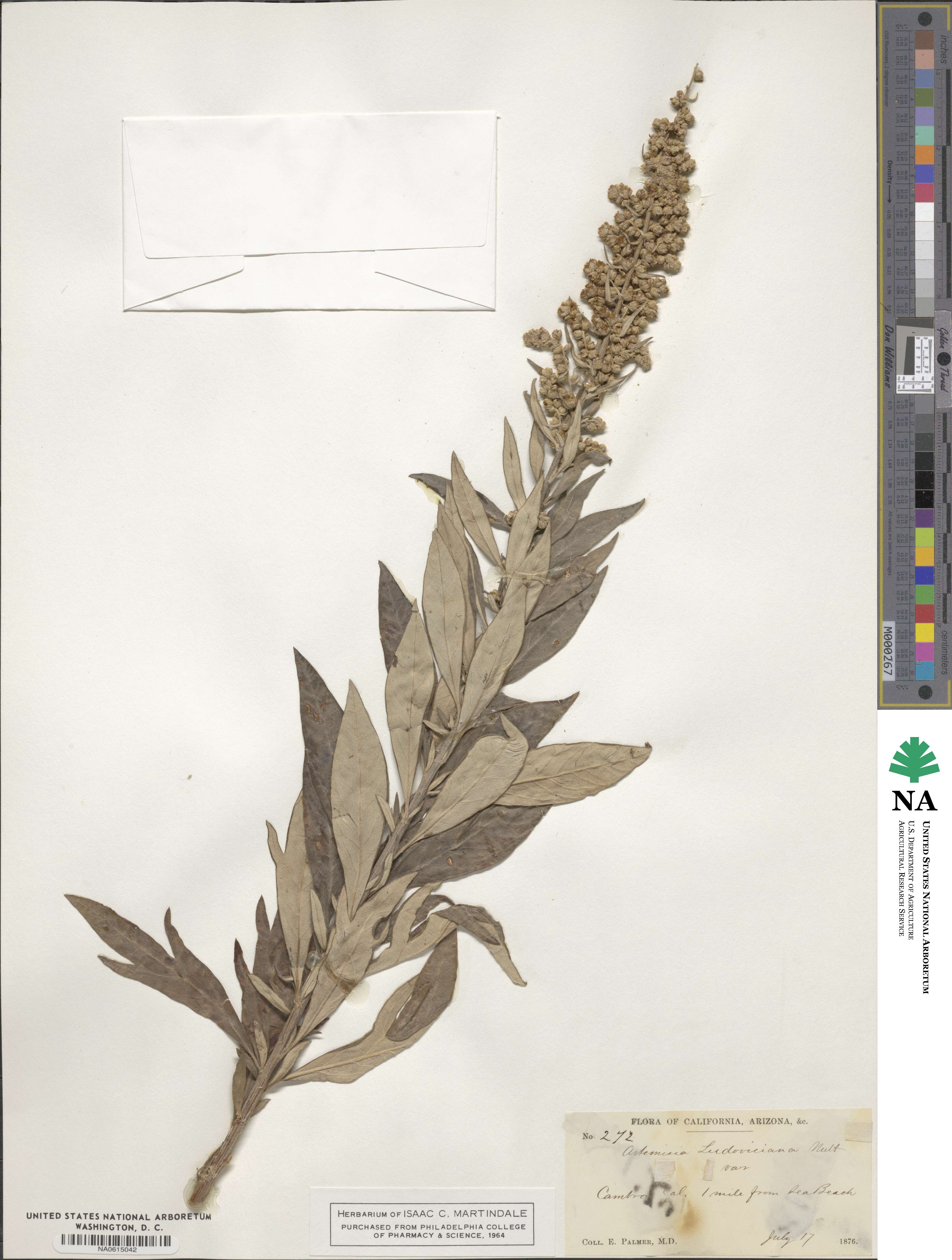 Artemisia ludoviciana image