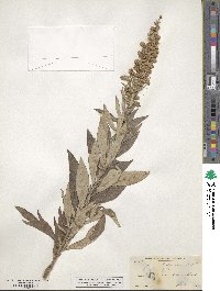 Artemisia ludoviciana image