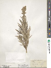 Artemisia ludoviciana image