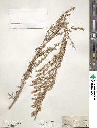 Artemisia ludoviciana image