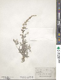 Artemisia ludoviciana image