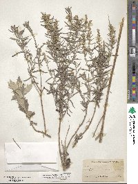 Artemisia ludoviciana image