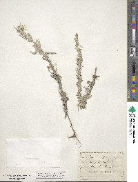 Artemisia ludoviciana image