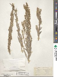 Artemisia ludoviciana image