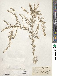 Artemisia ludoviciana image