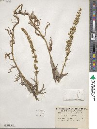 Artemisia ludoviciana image