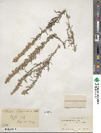 Artemisia ludoviciana image