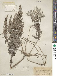 Artemisia ludoviciana image